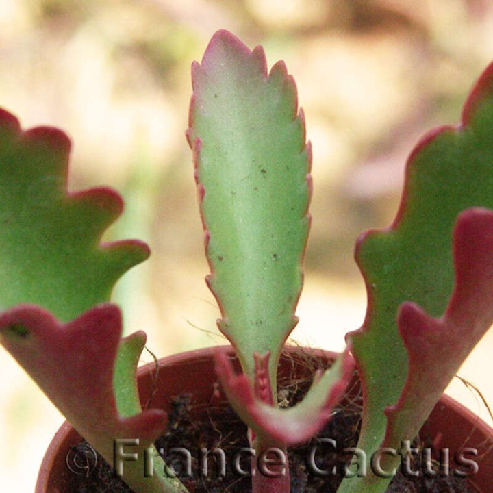 Kalanchoe sexangularis 3