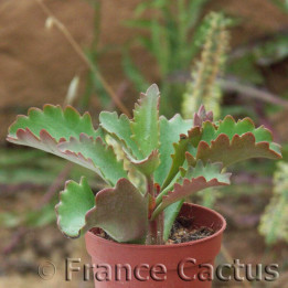 Kalanchoe sexangularis 1