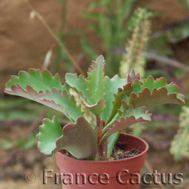 Kalanchoe sexangularis 1