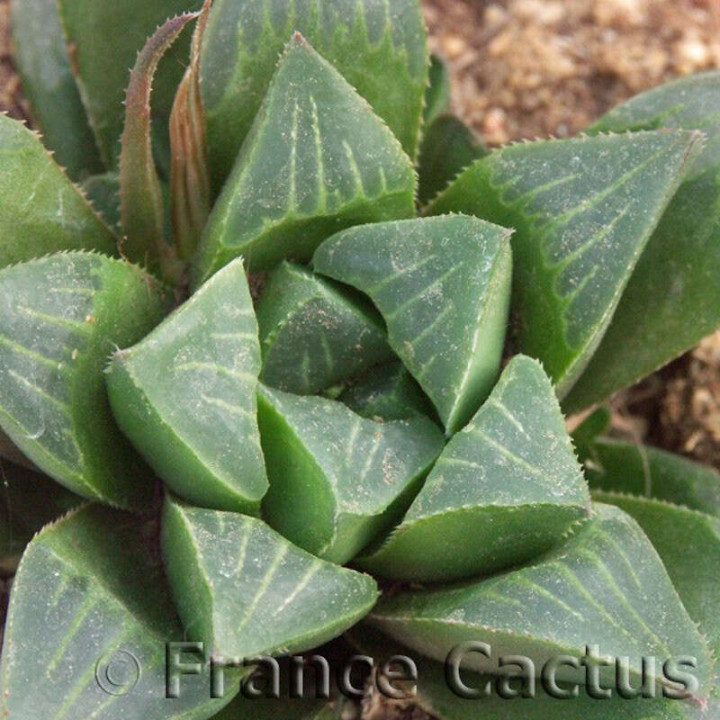 Haworthia retusa 3