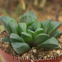 Haworthia retusa