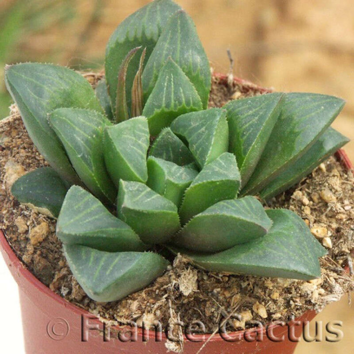 Haworthia retusa 2