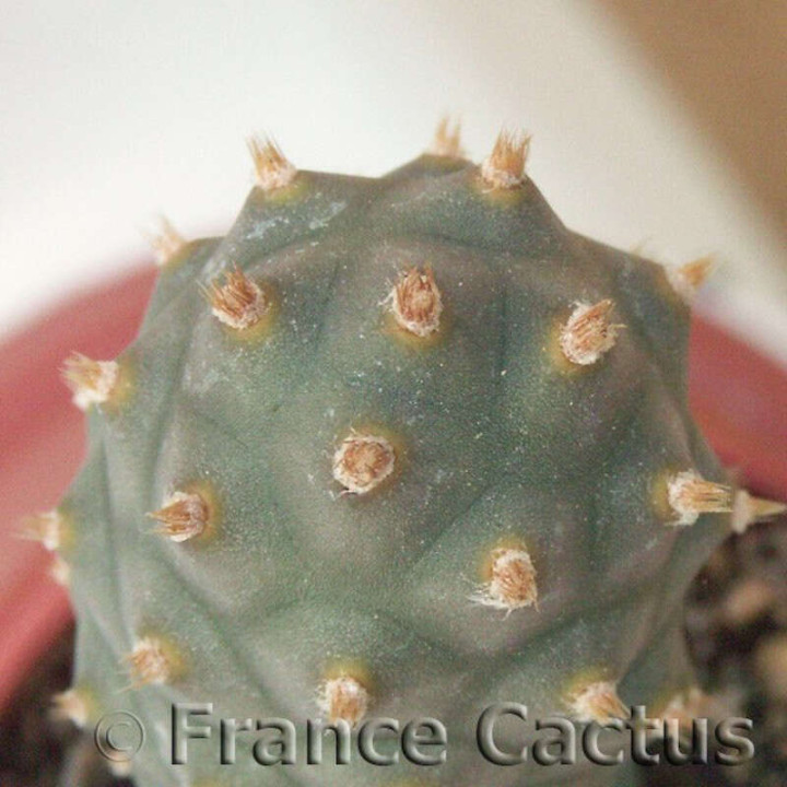 Tephrocactus articulatus var. inermis  détail