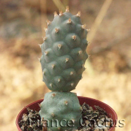 Tephrocactus articulatus var. inermis 1