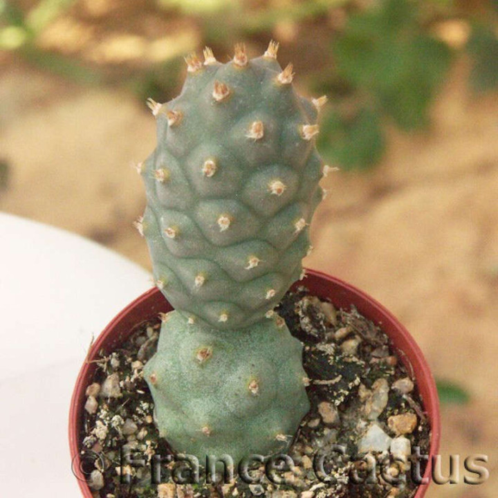 Tephrocactus articulatus var. inermis 2