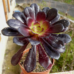 Aeonium arboreum "Schwarzkopf"