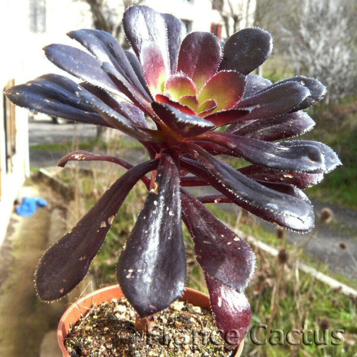 Aeonium arboreum "Schwarzkopf" 2