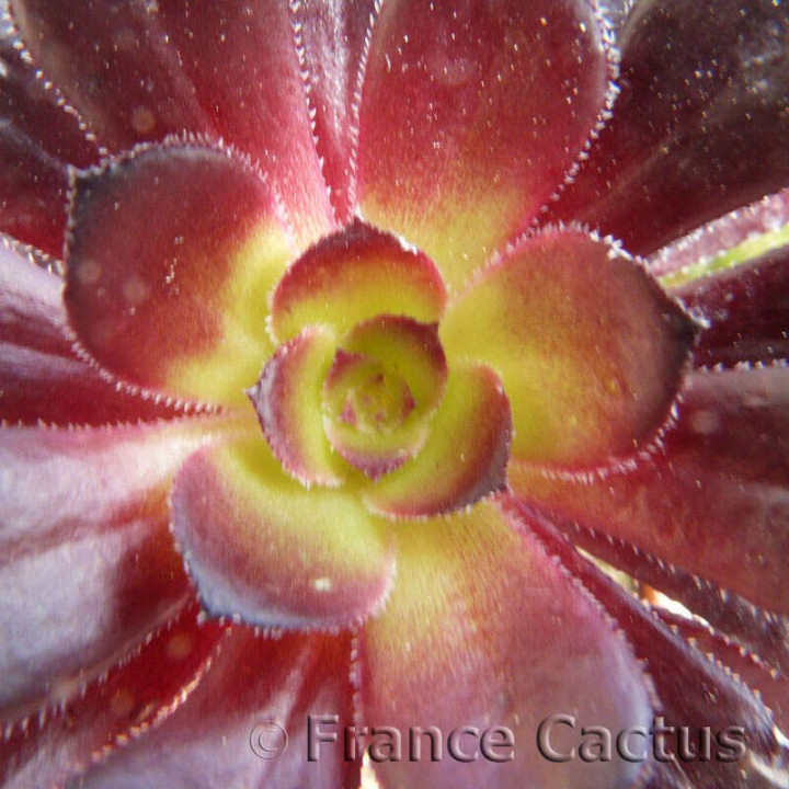 Aeonium arboreum "Schwarzkopf" détail
