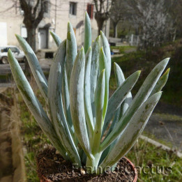 Senecio ficoïdes