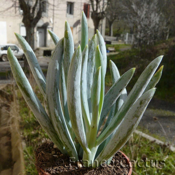 Senecio ficoïdes