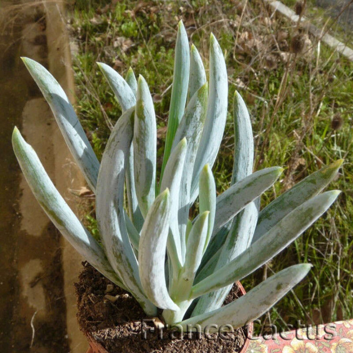 Senecio ficoïdes 2