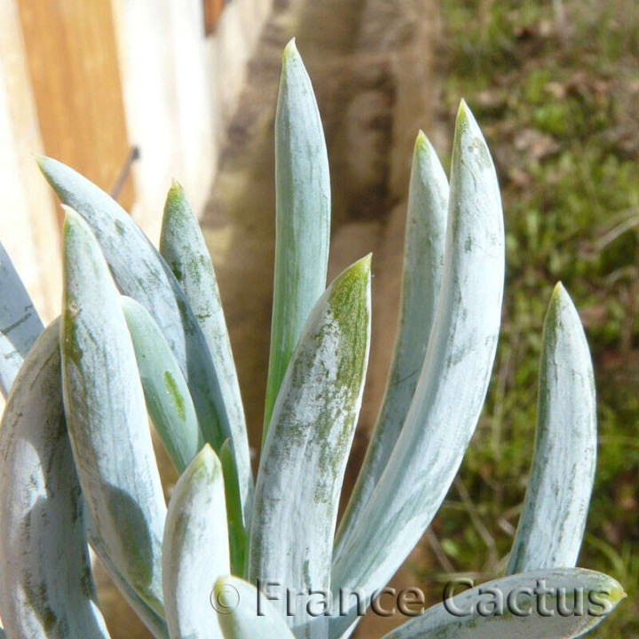 Senecio ficoïdes détail
