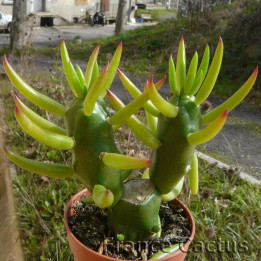 Opuntia Subulata pot de 7x7