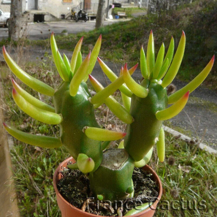 Opuntia Subulata pot de 7x7