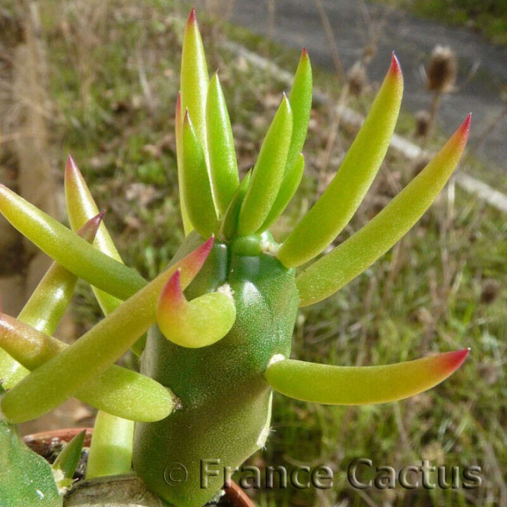 Opuntia Subulata détail 2