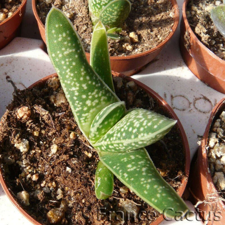 Gasteria bicolor var. bicolor 2