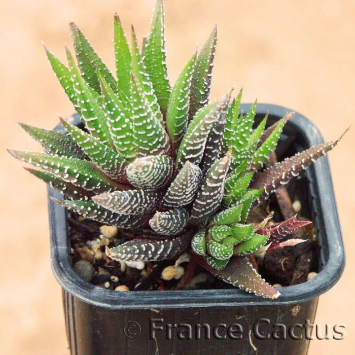 Haworthia fasciata 2