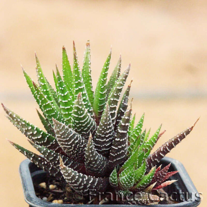 Haworthia fasciata 3