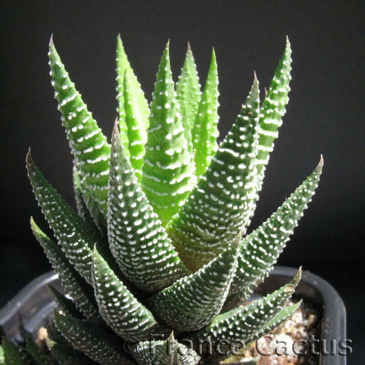 Haworthia fasciata
