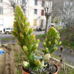 Opuntia Monacantha fma Variegata Pot de 5,5 cm