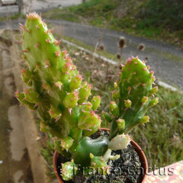 Opuntia Monacantha fma Variegata Pot de 5,5 cm 2