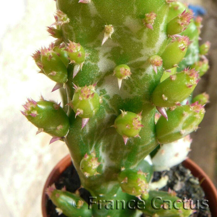 Opuntia Monacantha fma Variegata détail1