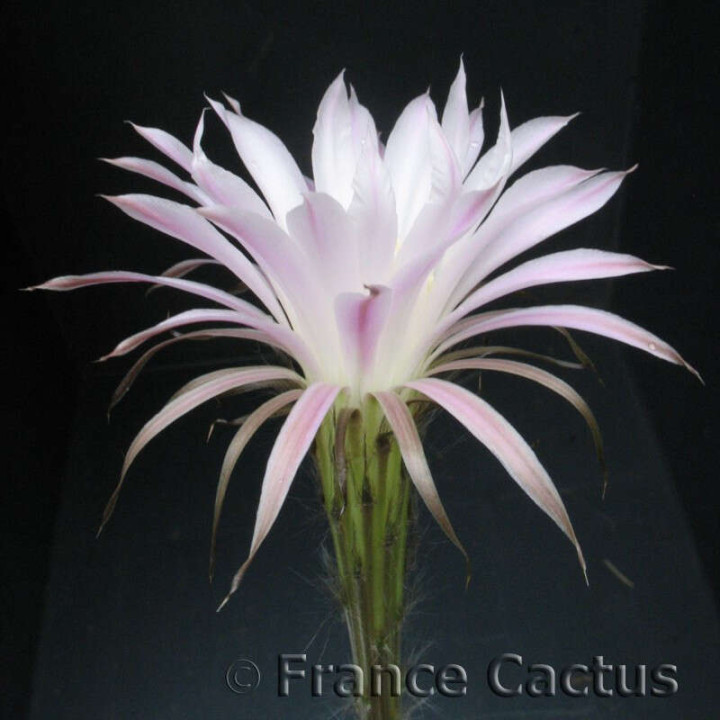 Echinopsis oxygona