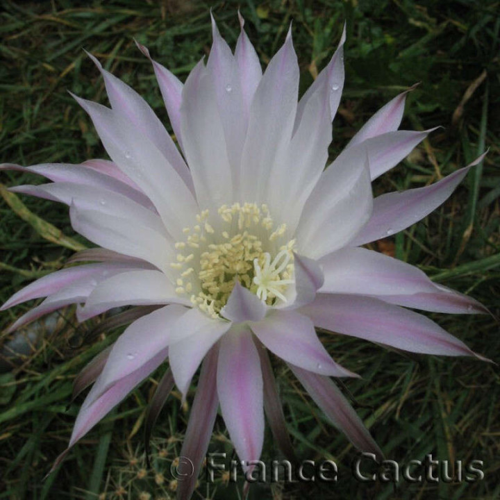 Echinopsis oxygona