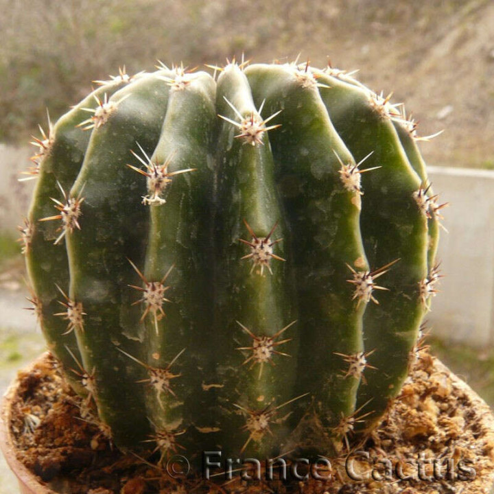 Echinopsis oxygona