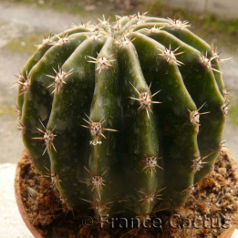 Echinopsis oxygona