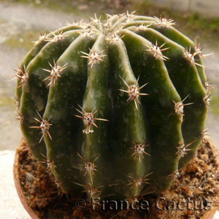 Echinopsis oxygona