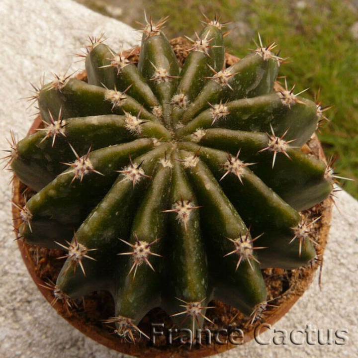 Echinopsis oxygona