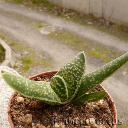 Gasteria bicolor var. bicolor