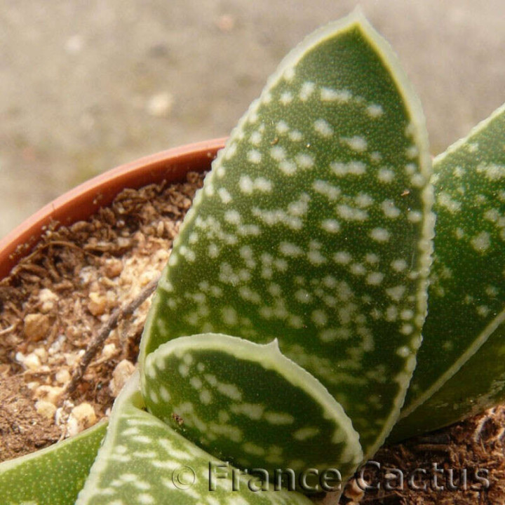 Gasteria bicolor var. bicolor détail