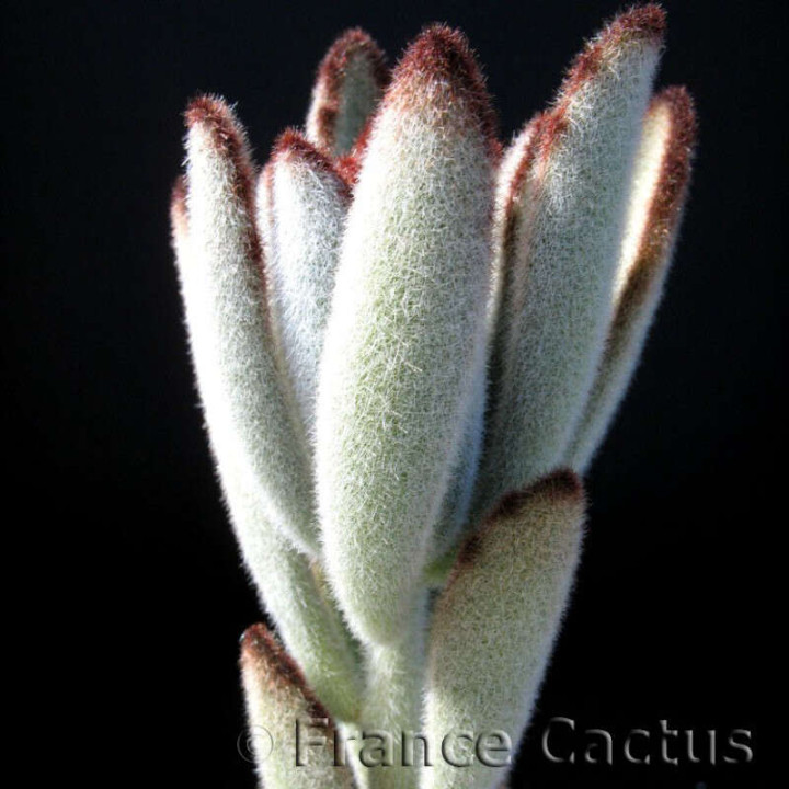 Kalanchoe Tomentosa détail 1
