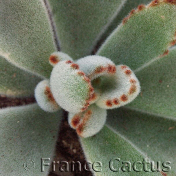 Kalanchoe Tomentosa détail 2