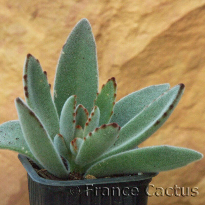 Kalanchoe Tomentosa 1