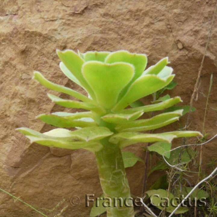 Aeonium arboreum 1