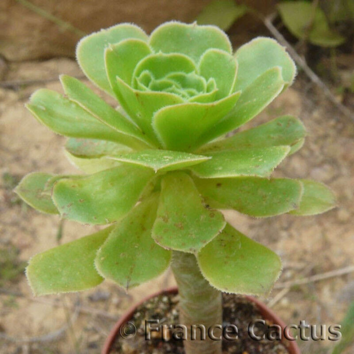 Aeonium arboreum 2