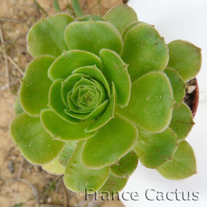 Aeonium arboreum 3