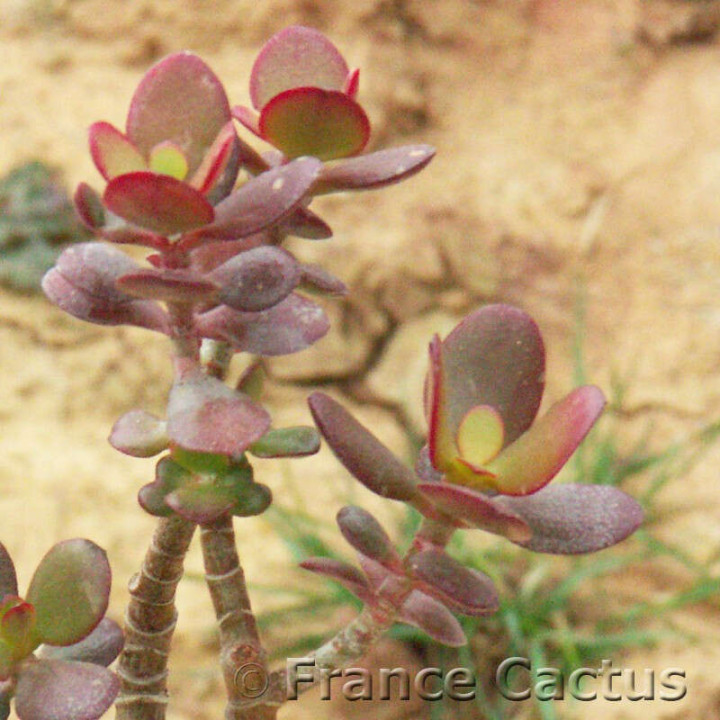 Crassula Ovata 1