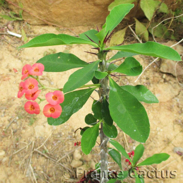 Euphorbia Horrida