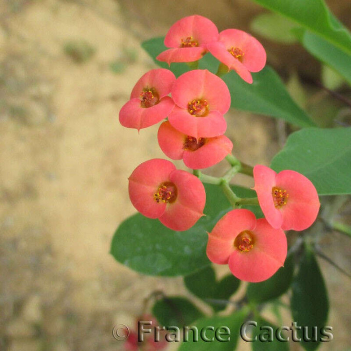Euphorbia Horrida