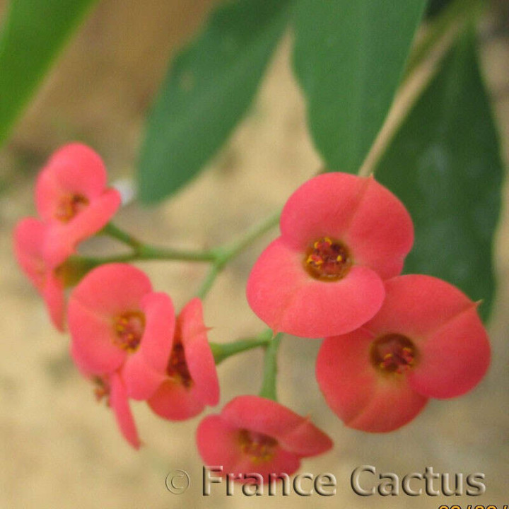 Euphorbia Horrida