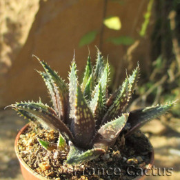 Haworthia petrophila