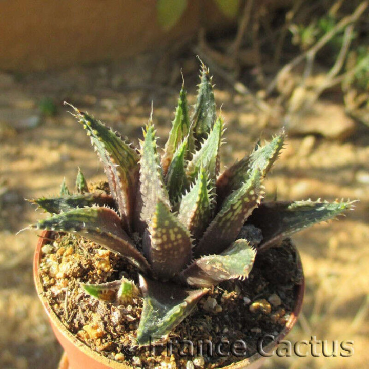 Haworthia petrophila