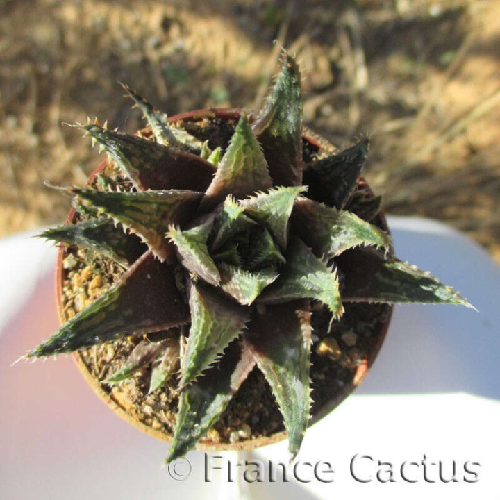 Haworthia petrophila