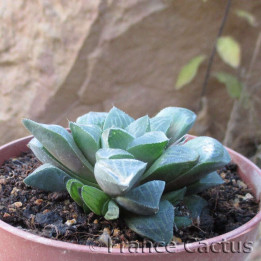 Haworthia mirabilis