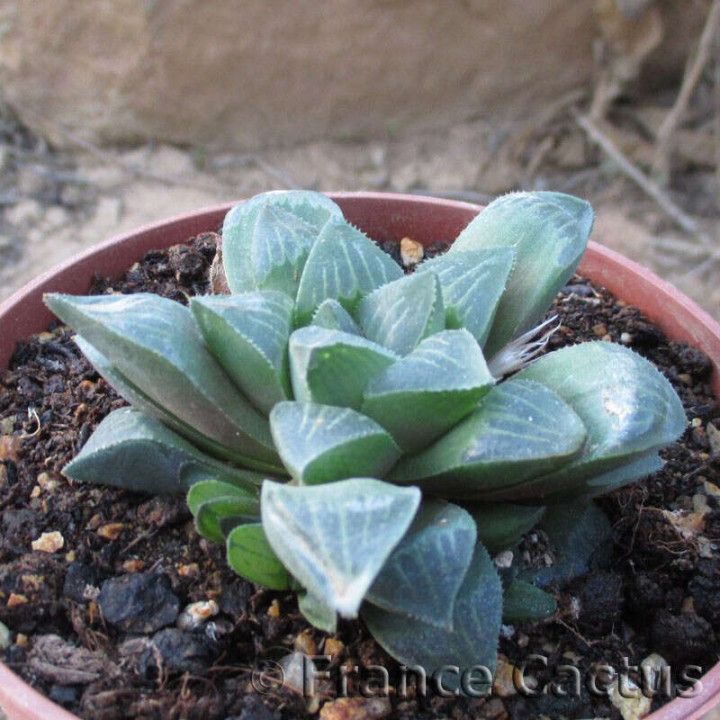 Haworthia mirabilis 2