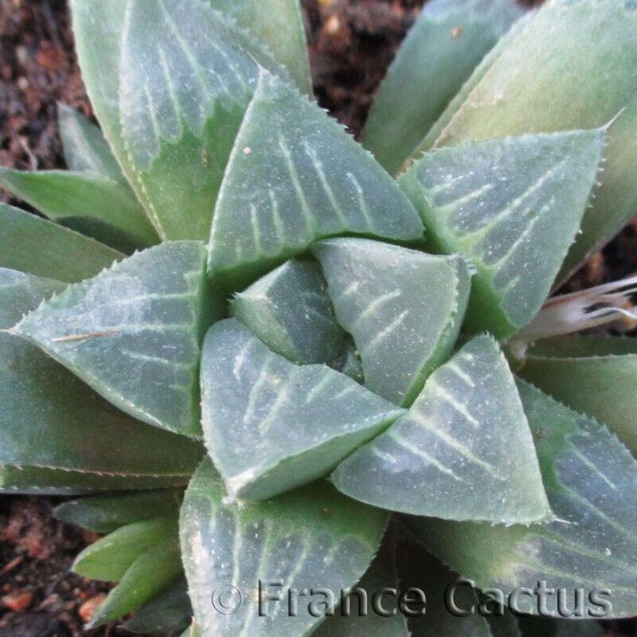 Haworthia mirabilis détail